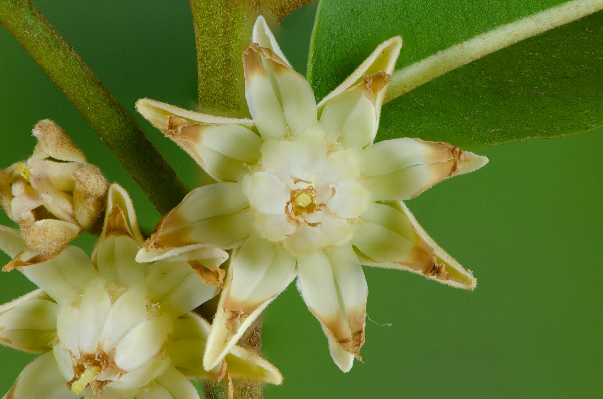 北京園藝助手App開發(fā)，打造多彩花園的數(shù)字秘籍