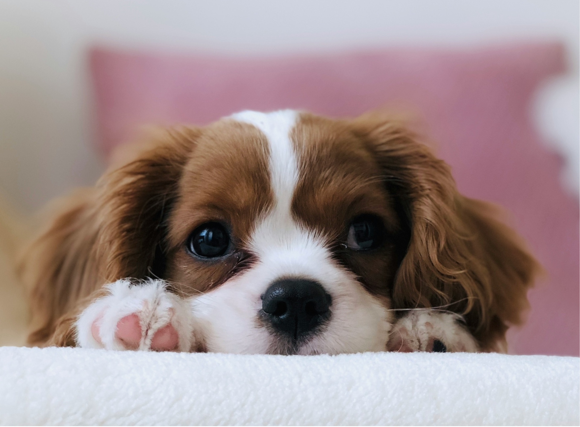 北京寵物領(lǐng)養(yǎng)救助平臺(tái)小程序開(kāi)發(fā)的主要功能