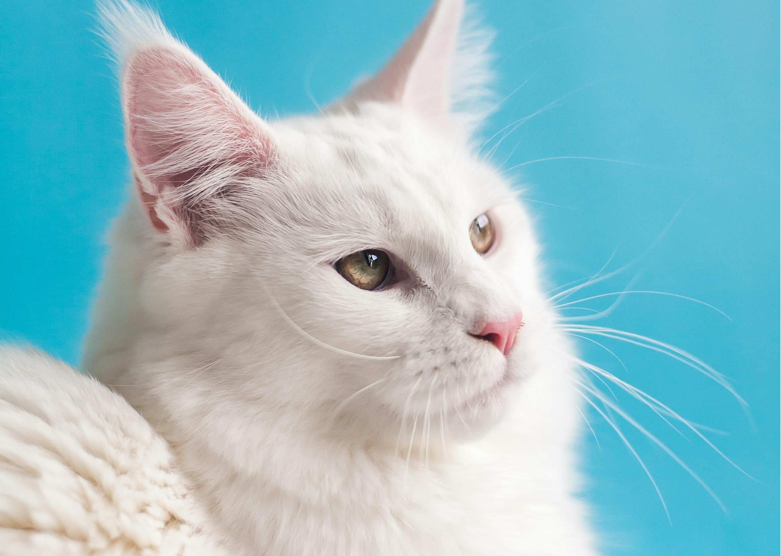 北京小程序開發(fā)公司推薦