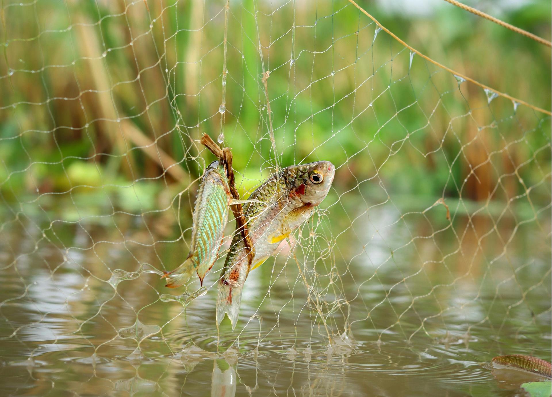 水產(chǎn)品信息資訊