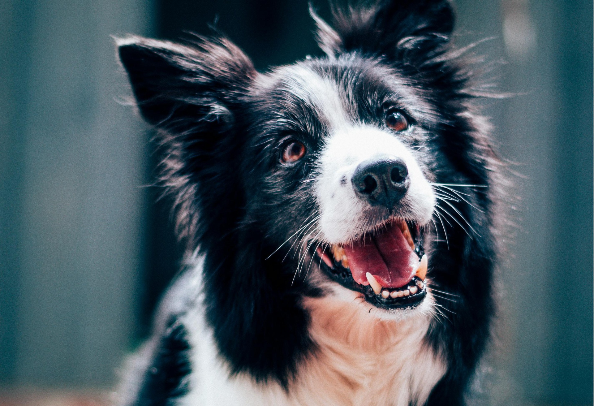 天津?qū)櫸锿羞\(yùn)小程序開(kāi)發(fā)，便捷出行一鍵開(kāi)啟