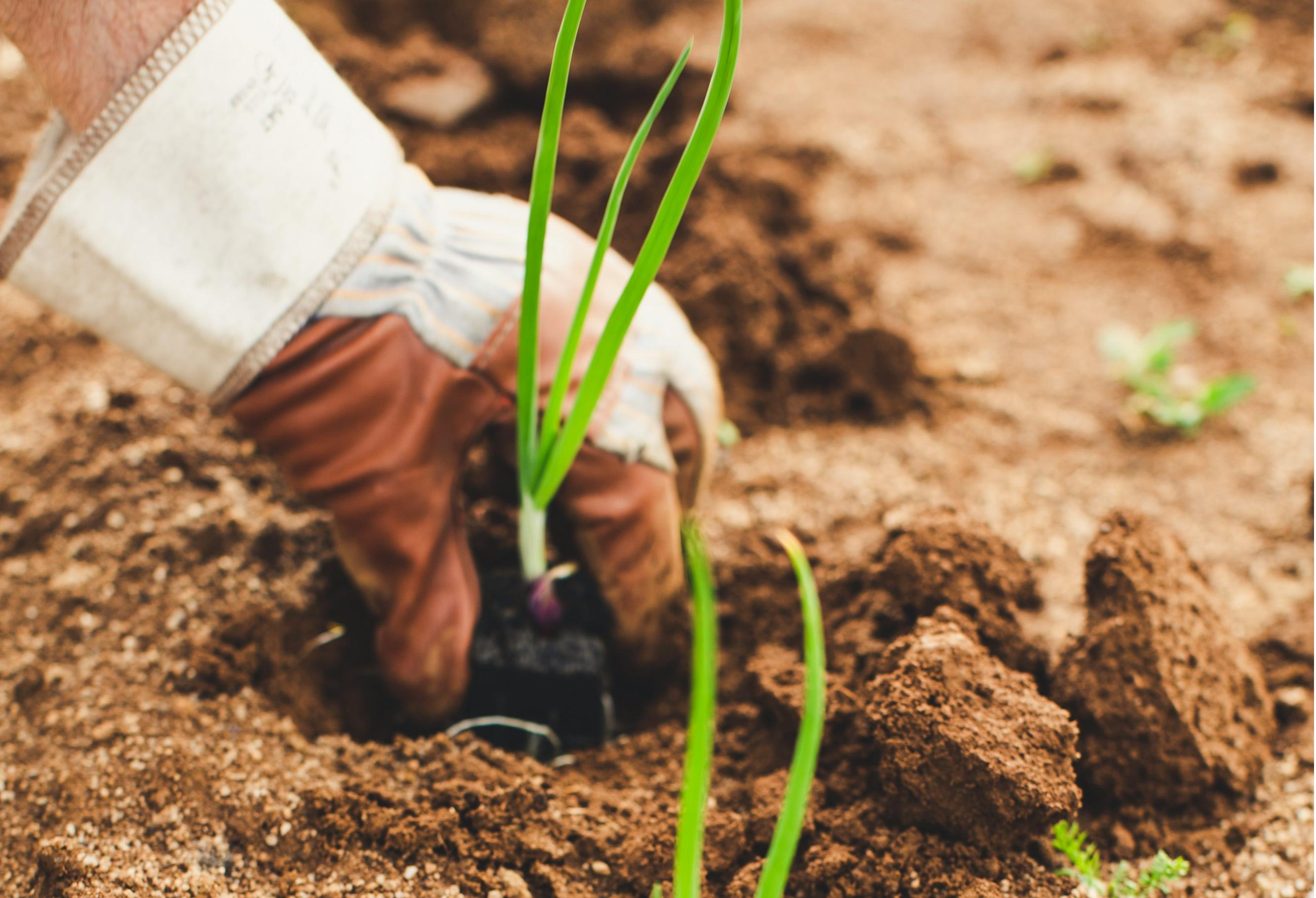 石家莊智慧農(nóng)業(yè)App開發(fā)，科技賦能農(nóng)業(yè)突破