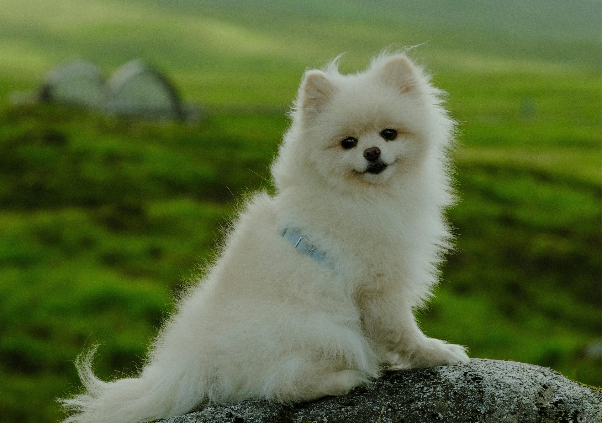 石家莊寵物拼車(chē)托運(yùn)App開(kāi)發(fā)，塑造拼車(chē)“它經(jīng)濟(jì)”